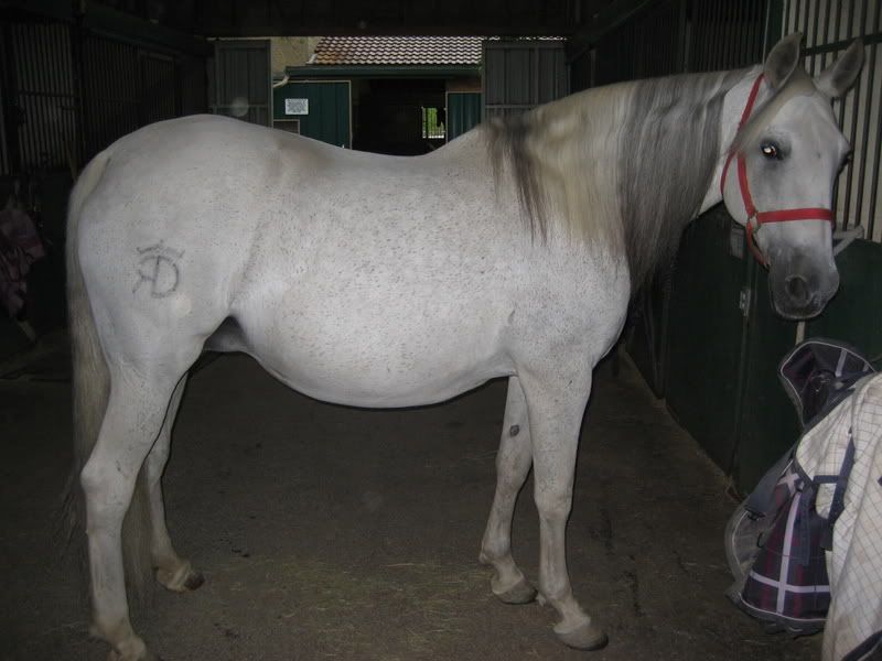 Pregnant mare vulva protruding Man sharing wife in threesome